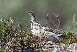 Rock Ptarmigan